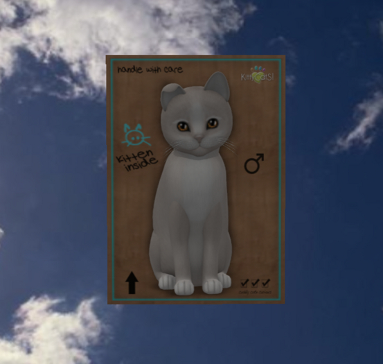 KittyCatS Box - New Born Kitten