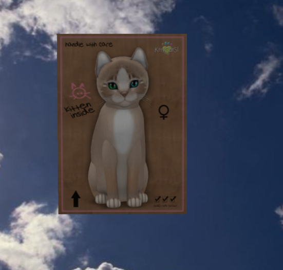 KittyCatS Box - New Born Kitten