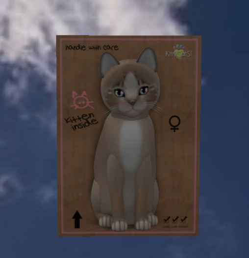 KittyCatS Box - New Born Kitten