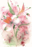 'Tiger Lily' by Nina Camplin