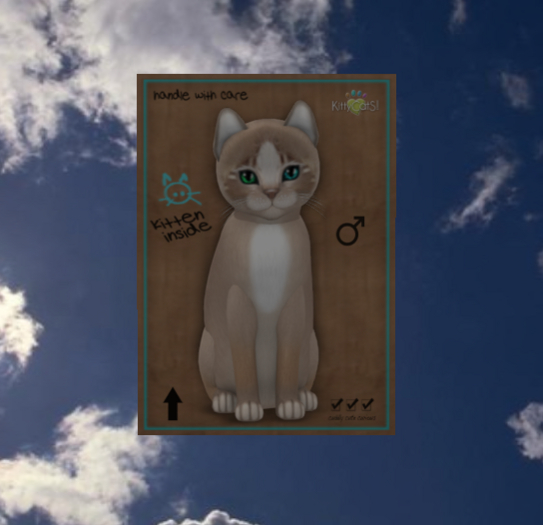 KittyCatS Box - New Born Kitten