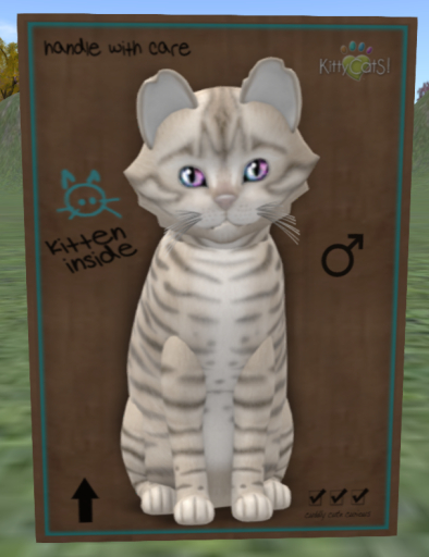 KittyCatS Box - Toyger - Snow - 7t M - floofy