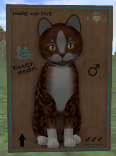KittyCatS Box - Genesis - Ginger II - 4+1 T M