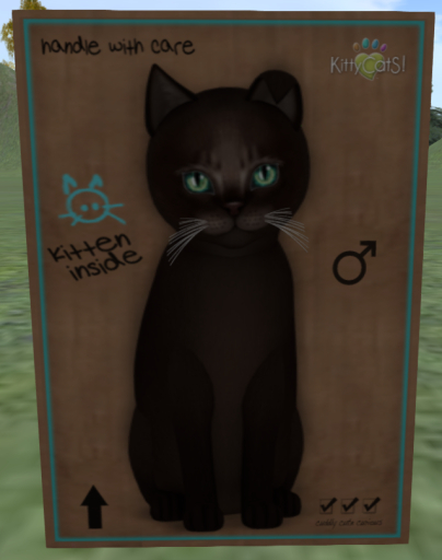 KittyCatS Box - Abyssinian - Dark Chocolate - 6+1t M - Bigger d