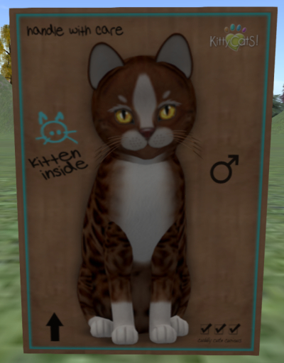 KittyCatS Box - Genesis - Ginger II - 5T M