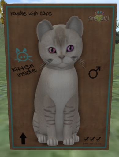 KittyCatS Box - Burmilla - Lilac Shaded - 6T M