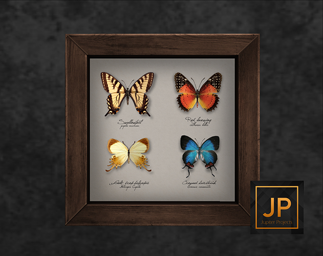 12.erratic / coc - assorted butterflies frame