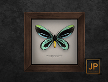 11.erratic / coc - queen alexandra's birdwing butterfly frame