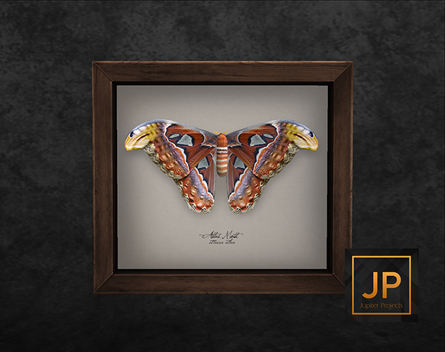 10.erratic / coc - atlas moth frame