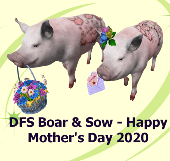 DFS Boar & Sow - Happy Mother's Day 2020
