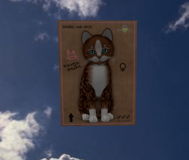 KittyCatS Box - New Born Kitten