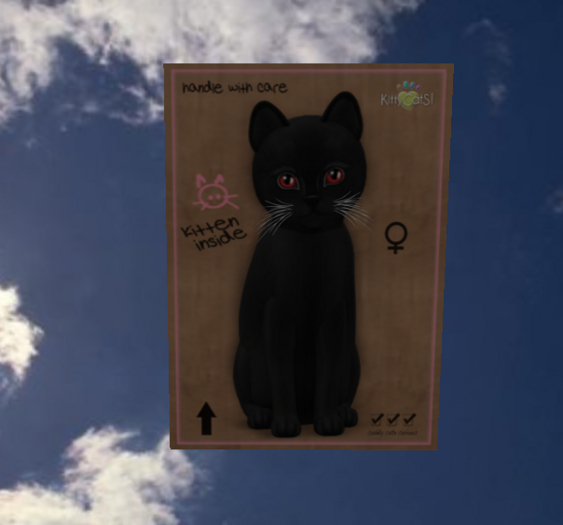 KittyCatS Box - New Born Kitten