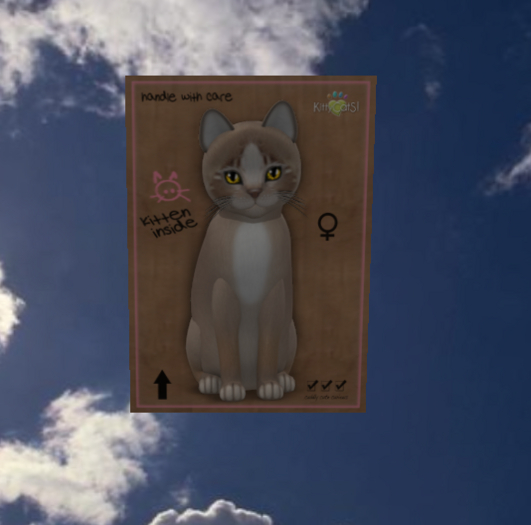 KittyCatS Box - New Born Kitten