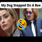 My dog stepped on a bee bumper