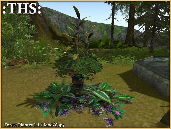 Forest|Plants