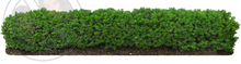 408 - Green Fence of Bushes - Garden - Home - Land Decoration