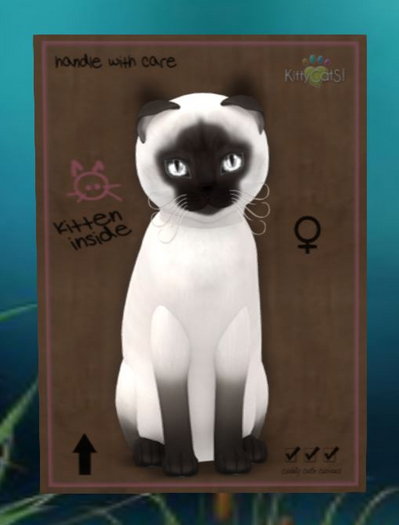 Siamese - Chocolate