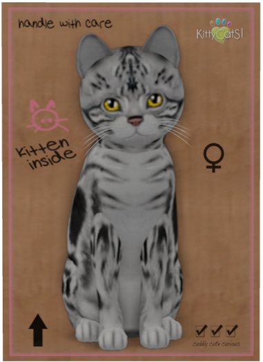 KittyCatS Box - American Shorthair - Silver Tabby - Petite