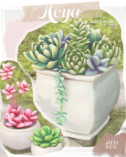 Ariskea[Hoya]  Succulent Tiny Set