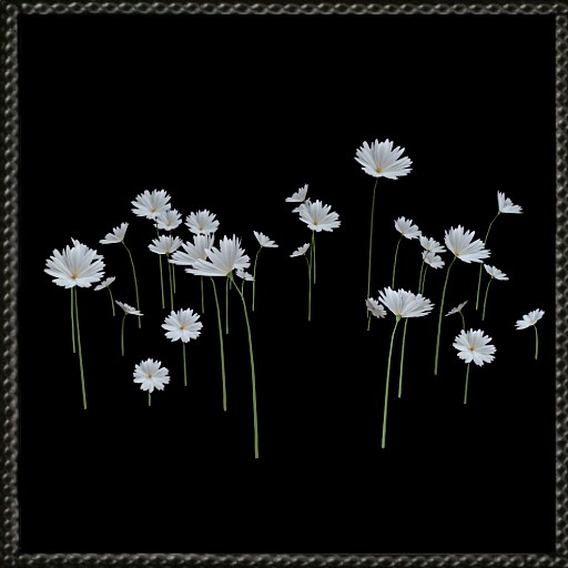 Cica's white flowers