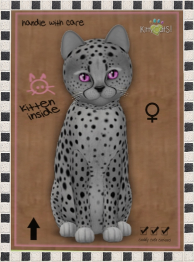 KittyCatS Box - New Born Kitten