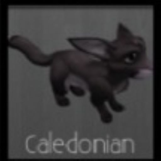 Caledonian (M) Friendly Meeroo Nest ID #8561725