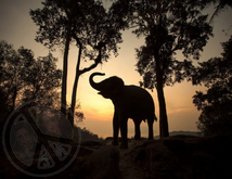 452 - Summer - Thailand - Sunset - Trees - Elephant - Land Divider - Privacy Screen