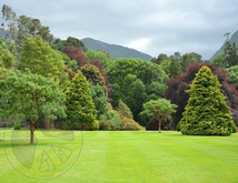455 - Summer - UK - English Garden - Trees - Green Grass - Land Divier - Privacy Screen