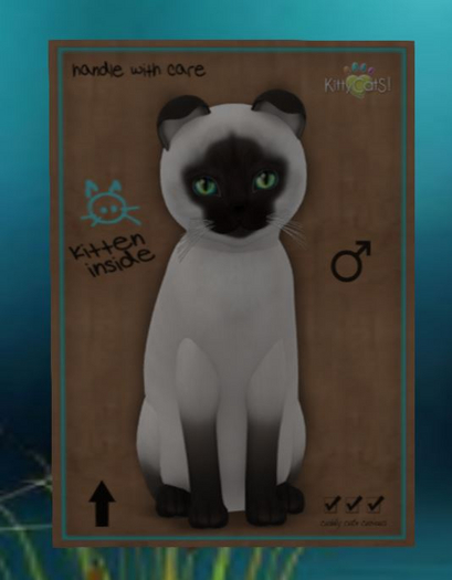 Siamese - Chocolate - Exotic Seas 2