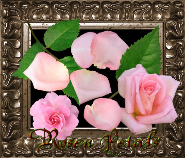 Rosen petals -Set 2