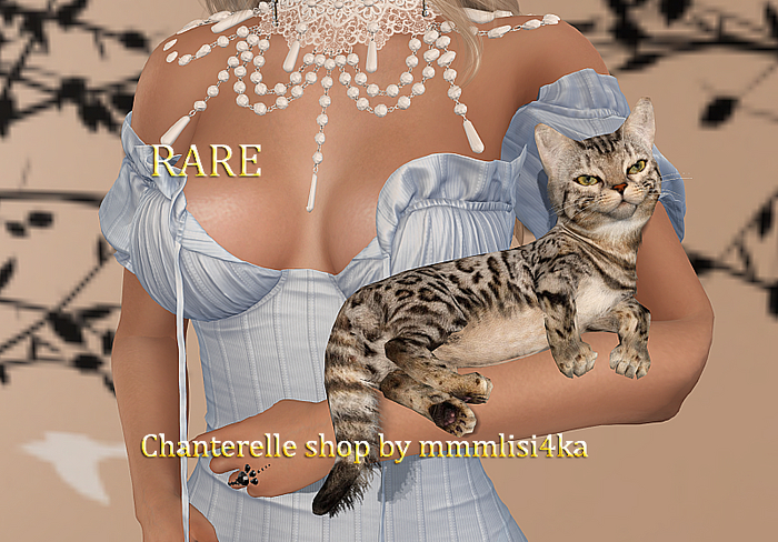 14-Mutresse-Resting-Shortie Cats RARE