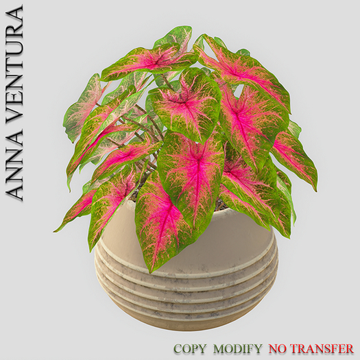 A.V _Potted Plant  _Caladium