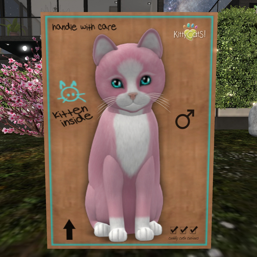 KittyCatS Box - New Born Kitten