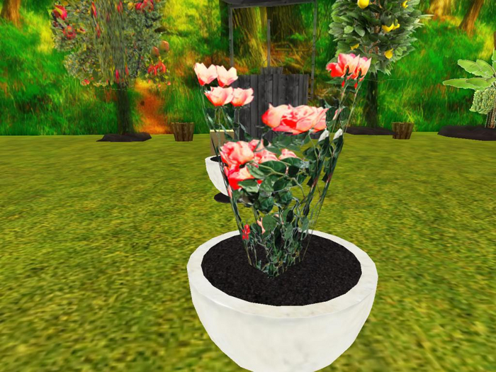 poted plant orange roses