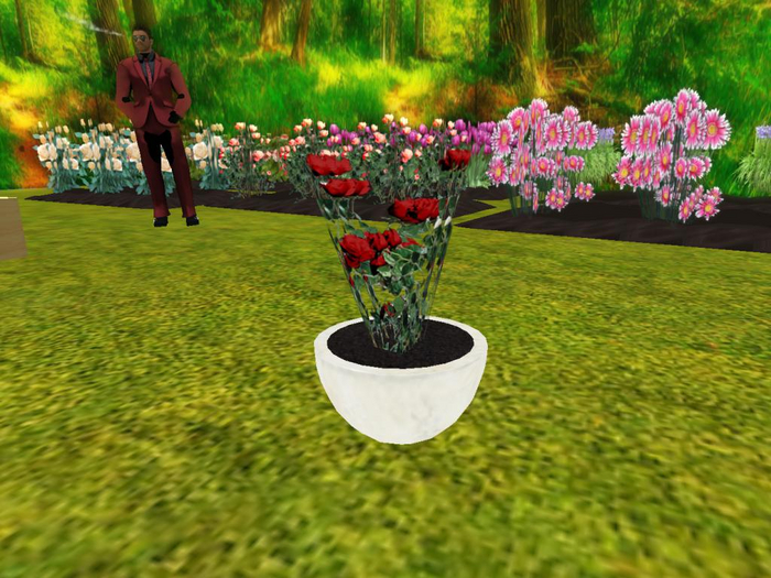 potted plant red roses