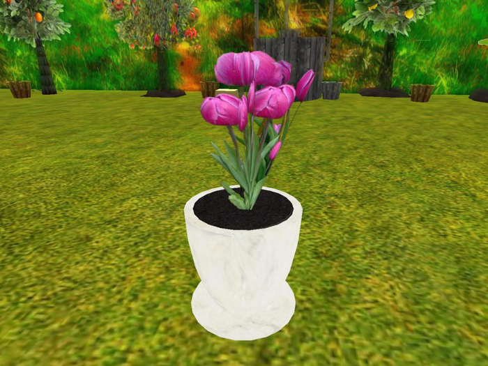 potted plant tulip