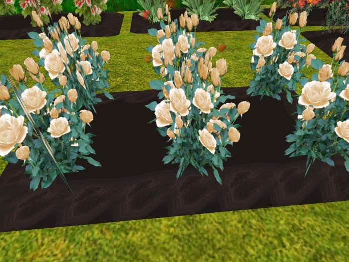 yellow roses garden