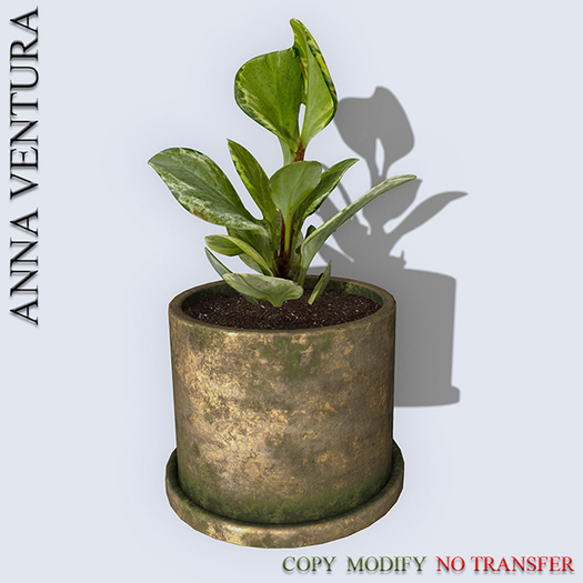 A.V _Houseplant _Peperomia