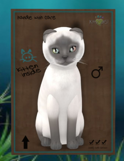 Siamese - Blue - Dreamy Oasis