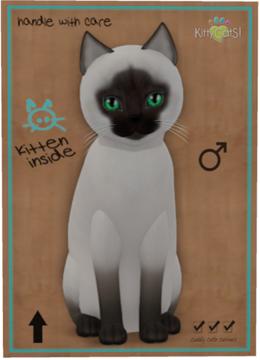 KittyCatS Box - Siamese - Chocolate