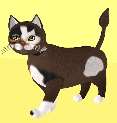 KittyCatS Box - New Born Kitten