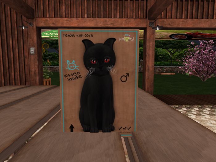 KittyCatS Box - New Born Kitten - Vampire