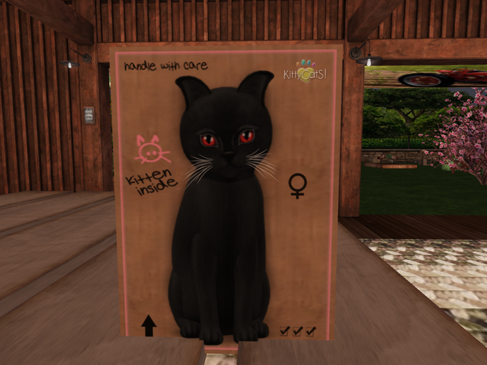 KittyCatS Box - New Born Kitten