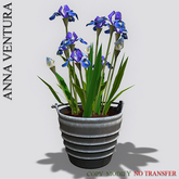 A.V _Houseplant _Garden Iris _06