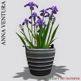 A.V _Houseplant _Garden Iris _04