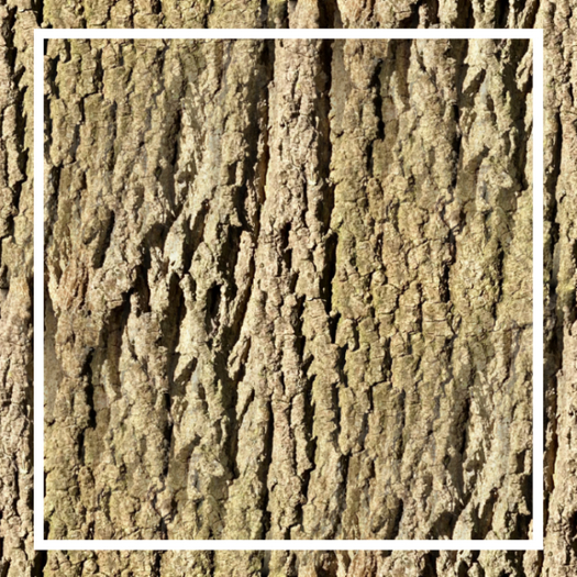  Buggerlugs -Bark 3 - Seamless - FP