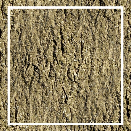  Buggerlugs -Bark 1 - Seamless - FP