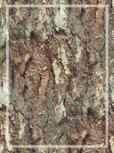 Buggerlugs - Rough Bark - Seamless - FP