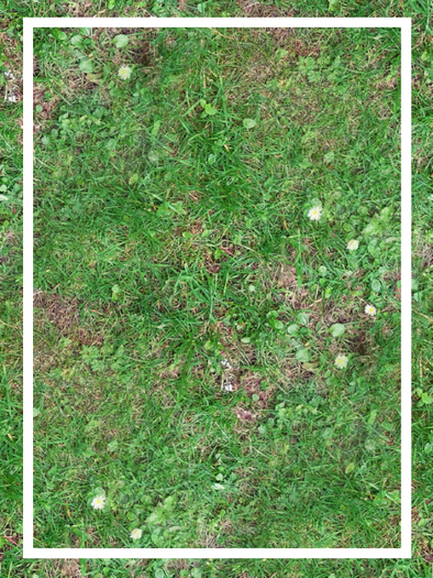 Buggerlugs - Mixed Grass 1 - Seamless - FP