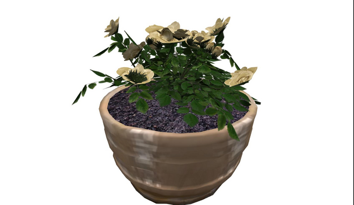 (AURA) ROSE FLOWERS 1.0